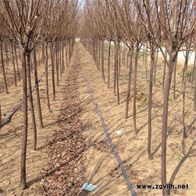 綠化苗木紫葉李小苗 紫葉李工程苗1-12公分，苗圃基地大量現貨供應出售，規格全價格低 保證質量，江蘇富春園林歡迎采購批發