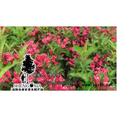 大量批發(fā)綠化苗木庭院花卉紅王子錦帶小苗 紅王子錦帶苗 綠化苗木