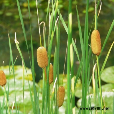 小香蒲**水生植物-小香蒲小苗基地現貨直銷，貨真價實 價格低品種優，歡迎前來采購批發，沭陽富春園林另供應各類綠化苗木
