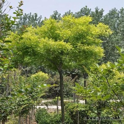 綠化苗木金葉國槐，江蘇富春園林是**金葉國槐樹苗/工程苗的種植基地，苗圃大量現貨供應，價格低規格全株型飽滿，歡迎采購批發