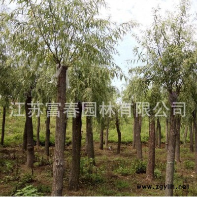 苗圃基地出售**垂柳樹苗，綠化工程苗，規格全價格低成活率高，江蘇沭陽富春園林是各類綠化苗木**供應批發商，歡迎采購批發