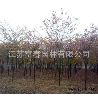 **櫸樹小苗 工程綠化苗木櫸樹，別稱血櫸、金絲榔、沙榔樹，規格全價格低品種優，江蘇富春園林苗圃基地現貨直銷，歡迎采購批發