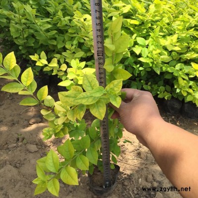 青州鑫超多種綠化苗木，金葉女貞，紅葉小波，批發(fā)基地