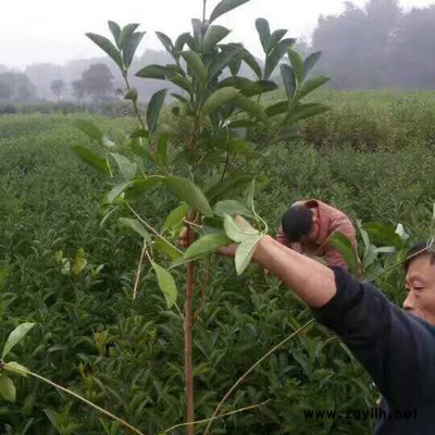 苗圃直供**法國冬青小苗 庭院觀賞綠化苗木法國冬青 規(guī)格齊全 貨源充足