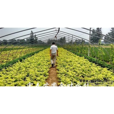 彩葉綠化苗木-金葉水杉 正宗金葉水杉小苗  水杉 假一罰萬