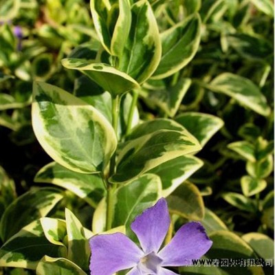 **花葉蔓長春苗 ，別稱花葉常春藤，苗圃種植基地大量現貨直銷，價格低品種優歡迎采購批發，沭陽富春園林自產自銷各類綠化苗木