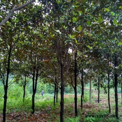 園林工程綠化苗木廣玉蘭批發(fā) 湖南苗圃直供 廣玉蘭樹批發(fā) 貨源充足