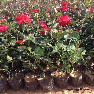 月季批發(fā) 綠化苗木 花卉種植批發(fā) 青州鑫超