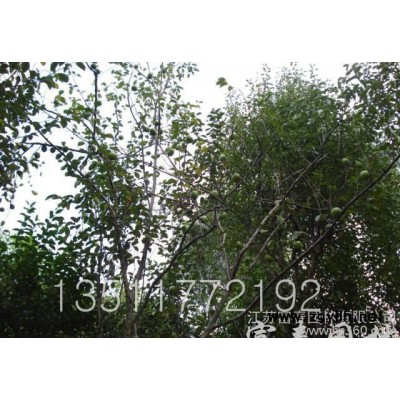 **木瓜樹 木瓜小苗 規格齊全 13809091469 園林綠化苗木直銷