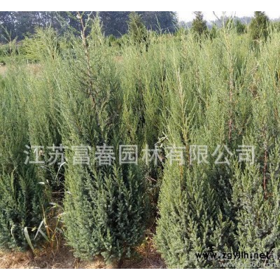 基地直銷**綠化苗木北京檜小苗 價格低 量大從優