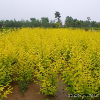 綠化苗木-金葉蕕，江蘇富春園林是**金葉蕕小苗工程苗的批發商，苗圃種植基地大量現貨供應，價格低品種優配貨快，歡迎采購批發