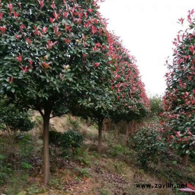 行道綠化苗木紅葉石楠樹 湖南基地直供 高桿紅葉石楠樹 規(guī)格齊全