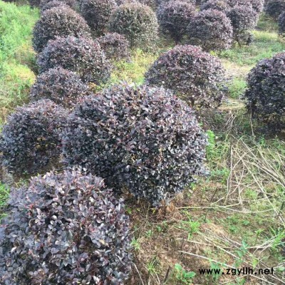 長期供應(yīng)**紅繼木球 園林工程綠化苗木 湖南基地直供 現(xiàn)貨供應(yīng) 量大價優(yōu)