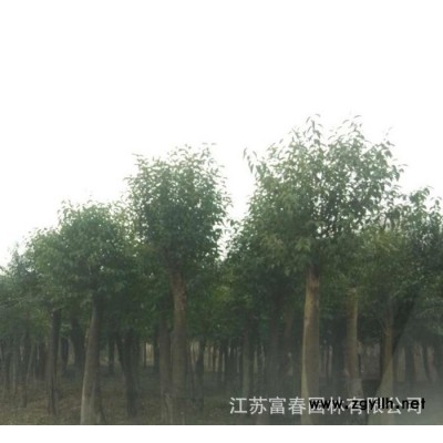 小區庭院綠化苗木-香樟樹 移栽香樟，別稱樟、香樟，江蘇富春園林苗圃種植基地大量現貨出售，樹形好規格全價格低，歡迎采購批發