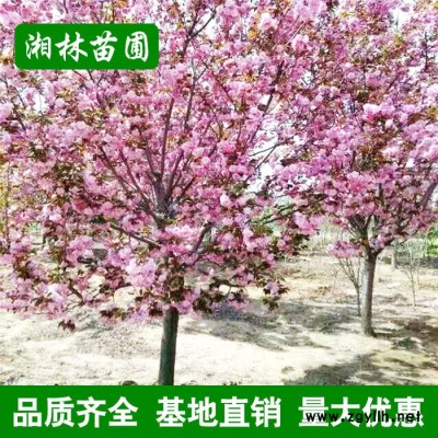 園林綠化苗木 日本櫻花樹 櫻花苗 嫁接櫻花 價格實惠 品種齊全