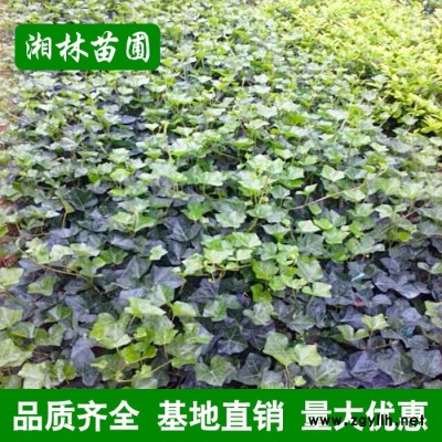 綠化苗木常春藤垂掛攀沿爬藤植物四季常青花卉長春藤苗爬山虎藤