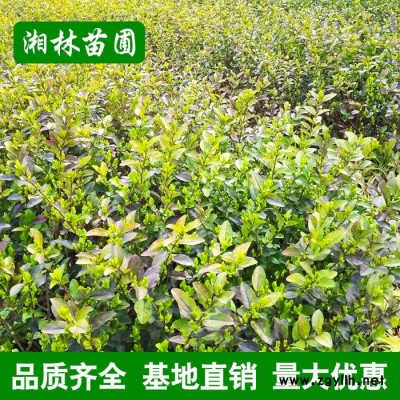 直銷金葉女貞小苗 綠化苗木色塊苗 女貞苗木 金葉女貞小苗叢生苗
