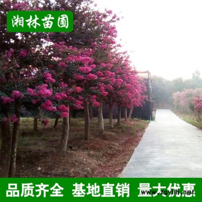 苗木基地紫薇 紅葉紫薇 紅** 紫夜紅花紫薇樹苗 綠化苗木