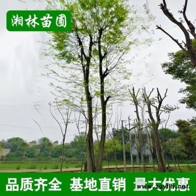 苗圃基地直供紅楓樹苗 園林綠化苗木 紅楓樹小苗大苗批發