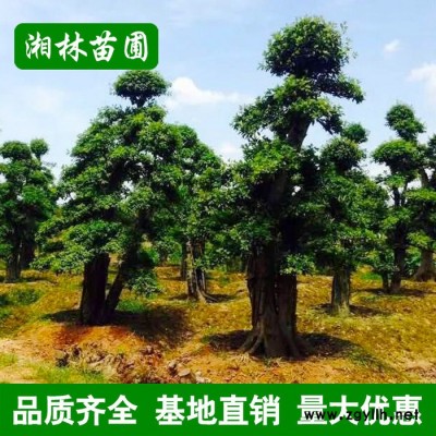 園林綠化苗木 欏木石楠樹 造型欏木石楠 規格齊全 基地直銷