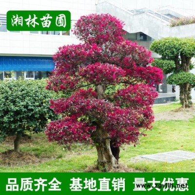 造型紅花繼木 紅花繼木球 工程綠化苗木 市政園林紅花檵木樁