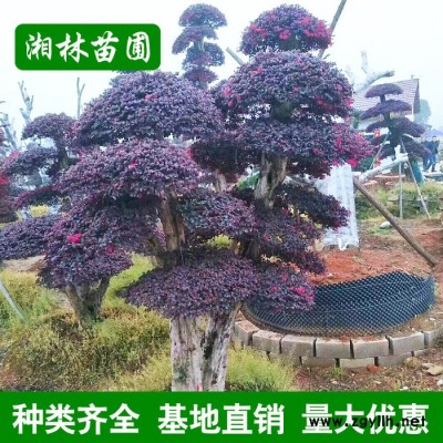 批發造型紅花檵木樁 園林綠化苗木**庭院喬木果樹苗木果樹苗木