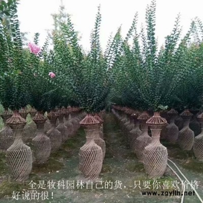 綠化苗木 紫薇花瓶樹 苗木造型樹 紫薇樹價(jià)格 湖南綠化苗木