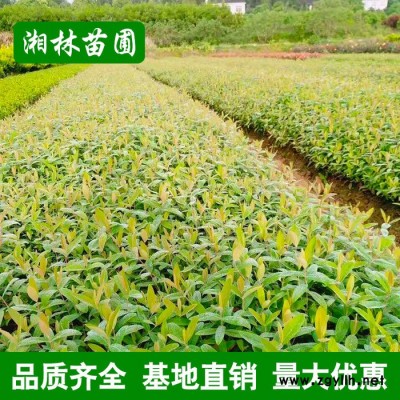 金絲桃 金絲桃小苗 苗圃基地價格批發(fā)各種綠化苗木 量大從優(yōu)