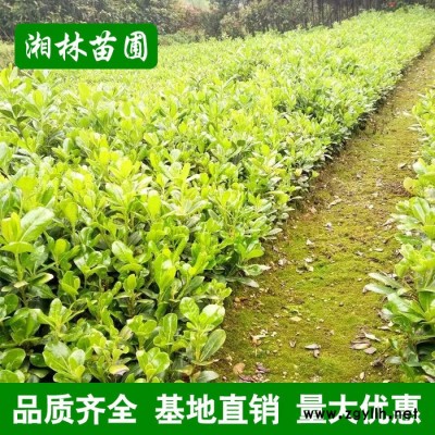 苗圃直銷海桐小苗 根系發(fā)達 現(xiàn)貨充足 綠化苗木 海棠小苗