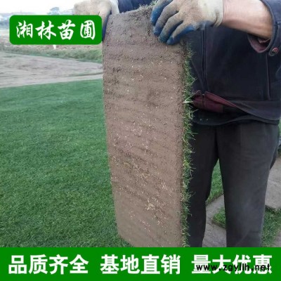 四季青草皮草坪直銷果嶺草綠化苗木百慕大坪馬尼拉草坪苗批發