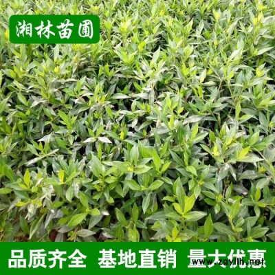 批發綠化苗木梔子花苗 小葉梔子 大葉梔子盆栽花卉梔子花