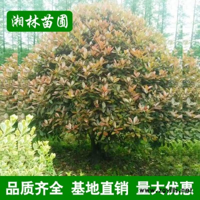 綠化苗木 紅葉石楠 紅葉石楠球 獨桿紅葉石楠 規格齊全
