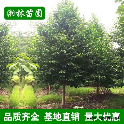 基地直銷綠化苗木 樂昌含笑 規格齊全 樂昌含笑小苗批發貨源充足