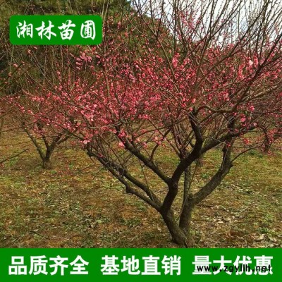低價批發(fā)園林綠化苗 臘梅樹 紅梅等彩色花卉 綠化苗木商