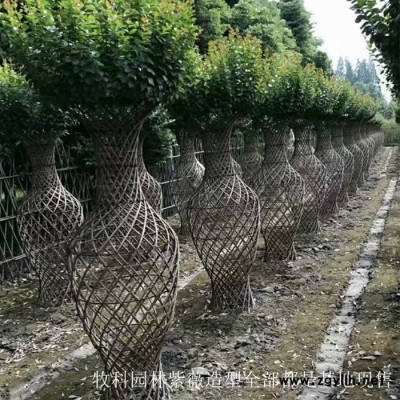 苗木造型樹 廣東綠化苗木 紫薇花瓶樹 紫薇樹價(jià)格 湖南綠化苗木