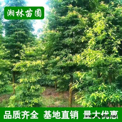 金絲楠木樹 名貴苗木 直供綠化苗木行道樹風景樹庭院植物量大價優(yōu)