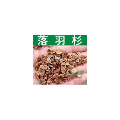 1.2米紅葉小檗球大量批發(fā)