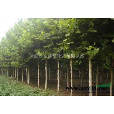 薔薇.連翹、棣棠、流蘇、木槿、紅瑞木、迎春.各種月季