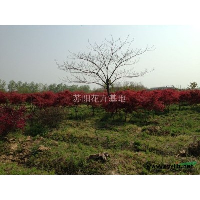 紫荊*新價格/紫荊報價