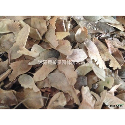 巨紫荊種子哪里有賣的？巨紫荊種子價格？