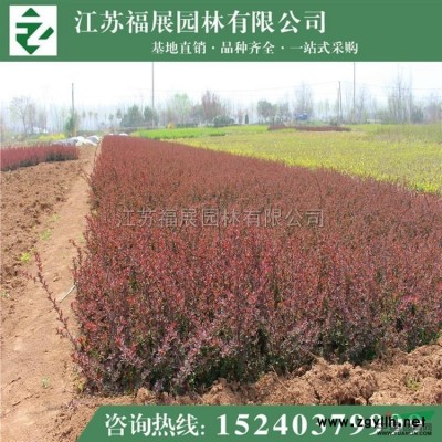 紅葉小檗3行情報(bào)價(jià)\紅葉小檗3圖片展示