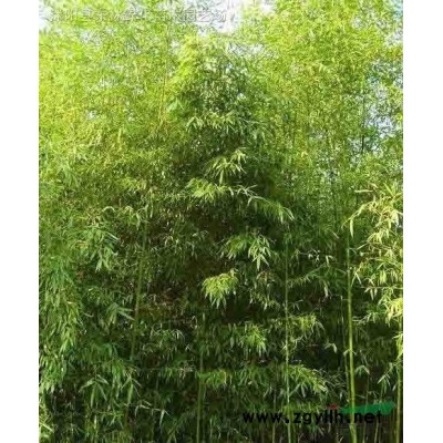供應八仙花價格、八仙花圖片、八仙花綠化苗木苗圃基地