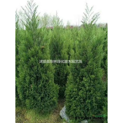 供應(yīng)豐花月季、紅帽月季、龍柏、蜀檜、金邊黃楊、紅葉小檗