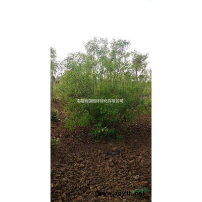 海量供應紫葉紫荊5-12公分