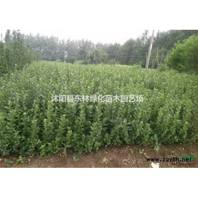 供應紅葉石楠杯苗、海桐、紅花繼木、火棘、紅葉小檗、紅瑞木、黃楊、紅王子錦帶