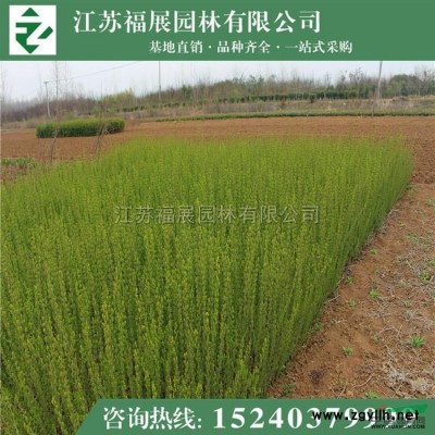 紅葉小檗2圖片\紅葉小檗2報(bào)價(jià)