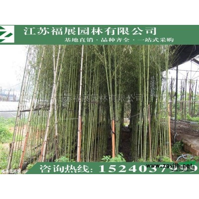 連翹，黃老虎4*新價(jià)格/連翹，黃老虎4報(bào)價(jià)