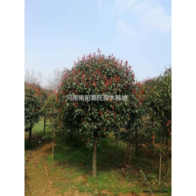 河南紅葉石楠球 南陽(yáng)紅葉石楠球哪里好/哪家便宜
