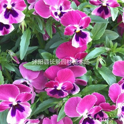江蘇哪里有賣紅葉小檗種子的？