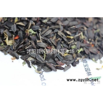 紅瑞木種子批發(fā)去哪里